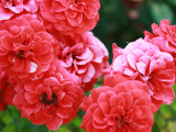 Roses 1
