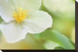 Dogwood