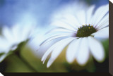 Daisy Blue II