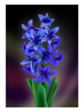 Hyacinth