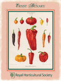 Ernst Benary Pepper