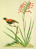 Finch