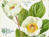 Lillian Snelling White Peony