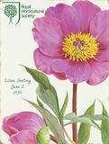 Lillian Snelling Pink Peony