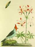 Dominical Cardinal