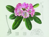 Lillian Snelling Rhododendron