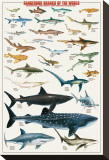 Dangerous Sharks