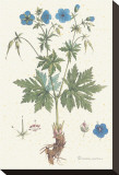 Geranium Pratense