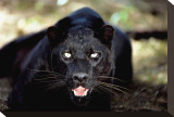 Black Panther Close-Up