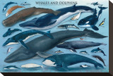 Whales and Dolphins