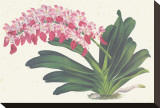 Red Lilac