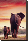 Elephant Walking with Calf