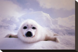 Seal Pup