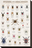 Spiders and Arachnids