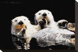 Sea Otters