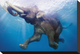 Elephant Underwater