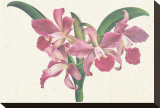 Pink Amaryllis