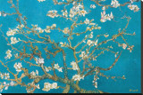 Almond Branches in Bloom  San Remy  c1890