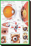 The Eye