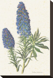 Echium Fastuosum