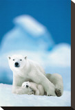 Polar Bear and Baby