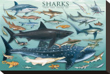 Sharks