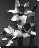 Cut Daffodils