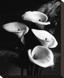 Four Lilies