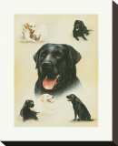 Labrador