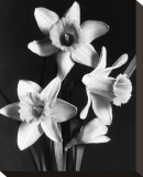 Daffodils