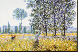 Field in Spring