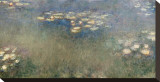 Water Lilies