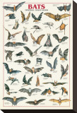 Bats