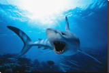 Shark