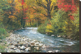 Forest Creek