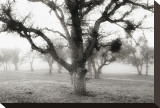 Oak Tree in the Fog