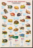 Turtles and Tortoises