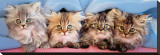 Cats Under Blanket