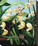 Yellow Orchids