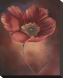 Pink Tulip II