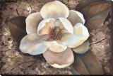 Magnolia II