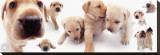 Labrador