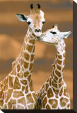 Giraffe First Love