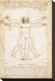 Vitruvius Man