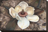 Magnolia I