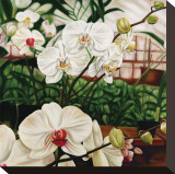 Moth Orchid