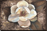 Magnolia II