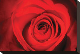 Red Rose Heart