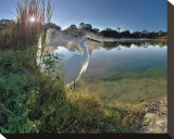 Egret Sunrise