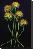Gaillardia Gone to Seed